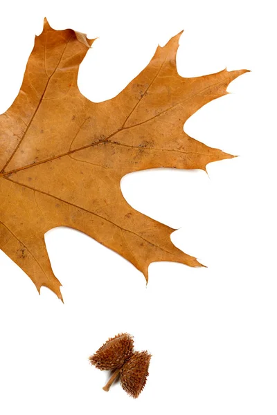 秋天的一片干枯的橡木和橡果叶子 因白人背景而被隔离 — 图库照片