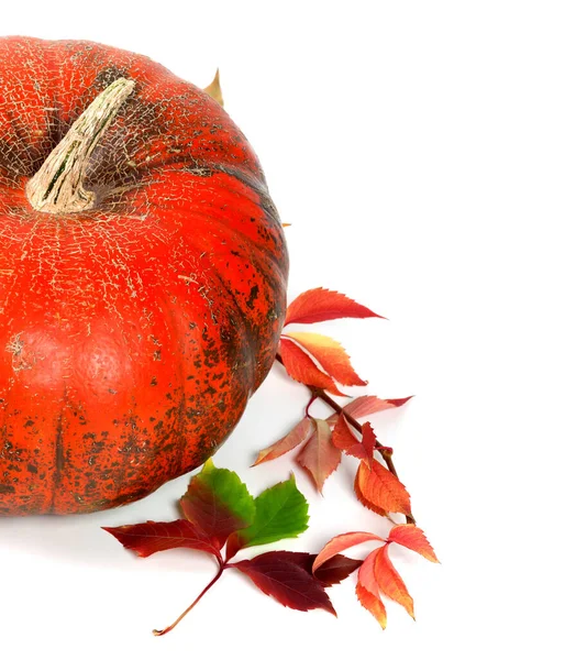 Červené Zralé Dýně Vícebarevné Podzimní Vinné Listy Izolováno Bílém Pozadí — Stock fotografie