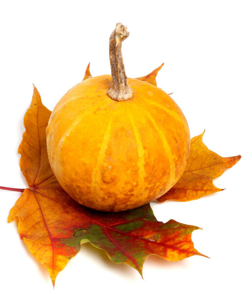 Orange decorative pumpkin on dry autumn maple leaf. Isolated on white background