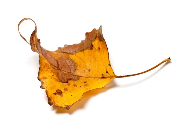 Jesienny Żółty Suchy Liść Topoli Izolowany Białym Tle — Zdjęcie stockowe