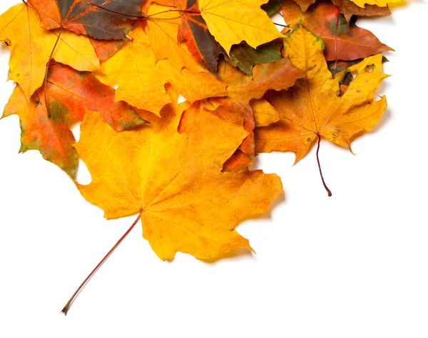 Autumnal Maple Leaves Isolated White Background — Stock Photo, Image