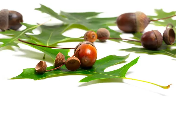 Acorns Green Leafs Oak Isolated White Background — Stock Photo, Image