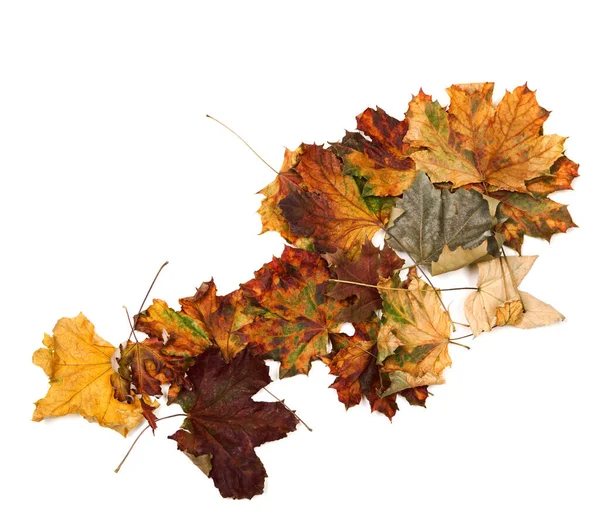 Outono Folhas Bordo Secas Isoladas Sobre Fundo Branco — Fotografia de Stock
