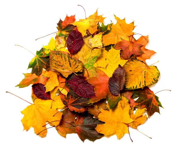 Haufen Mehrfarbiger Herbstblätter Vereinzelt Auf Weißem Hintergrund Blick Von Oben — Stockfoto