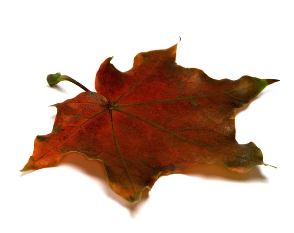 Brown Dry Autumn Maple Leaf Isolated White Background — Stock Photo, Image