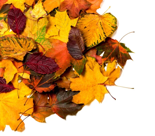 Stapel Van Herfst Meerkleurige Bladeren Geïsoleerd Witte Achtergrond Uitzicht Van — Stockfoto