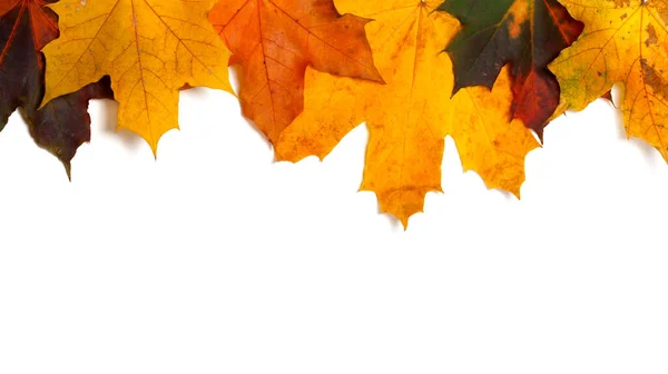 Autumnal Multi Colored Maple Leafs Upside Isolated White Background Copy — Stock Photo, Image