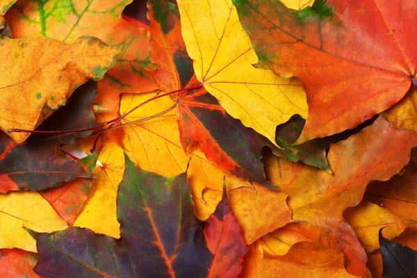 Autumn Multi Colored Mapl Leafs Natural Background Stock Image