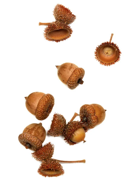 Autumn Dry Oak Acorns Isolated White Background View — Stock Photo, Image