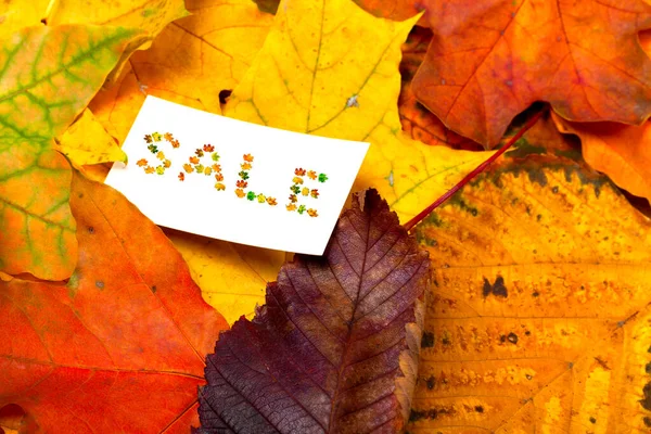 Autumn Multicolor Leafs White Price Card Word Sale Composed Autumnal — Stock Photo, Image