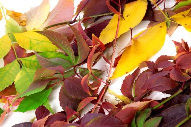 Beyaz arkaplanda çok renkli kuru sonbahar yaprakları