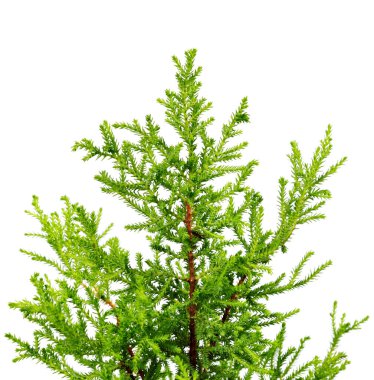 Dekoratif Noel ağacı. Beyaz arkaplanda izole.