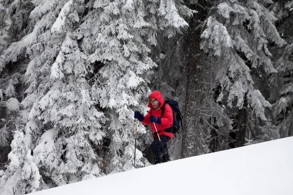 Yürüyüşçü Kar Yağışı Sonrası Gri Kış Gününde Karla Kaplı Ormanda — Stok fotoğraf