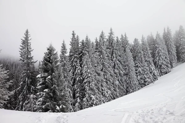降雪後の灰色の冬の日には雪に覆われた霧と雪の斜面で凍結された雪の森 カルパティア山脈 ウクライナ — ストック写真