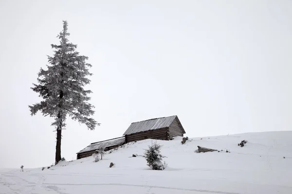 Alte Schneebedeckte Holzhütten Und Einsam Stehende Gefrorene Kiefern Winterlichen Schneebergen — Stockfoto