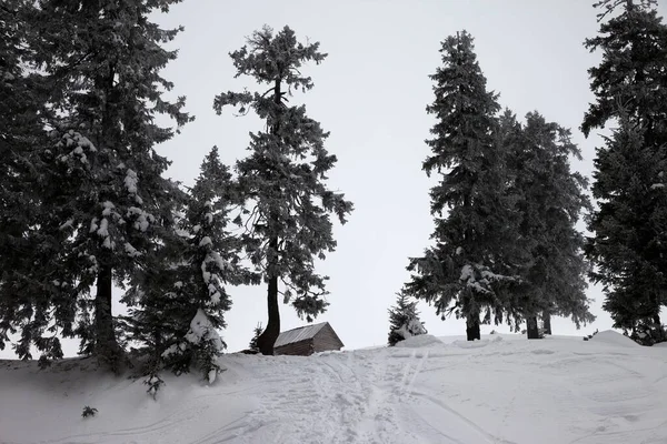 Régi Fagyos Faház Hófödte Erdő Téli Havas Hegyekben Szürke Ködös — Stock Fotó