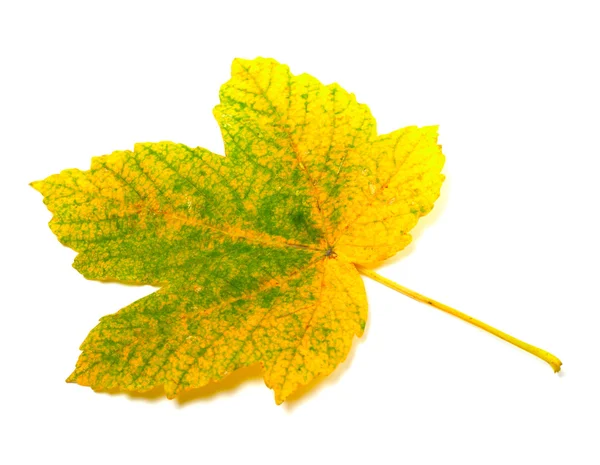 Autumn leaf on white background — Stock Photo, Image