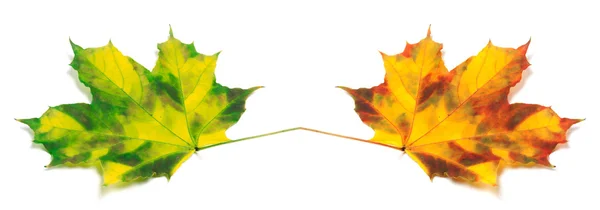 Twee vergeelde herfst maple leafs — Stockfoto