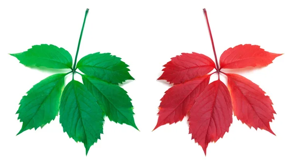 Red autumn and green virginia creeper leaves — kuvapankkivalokuva