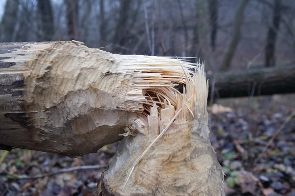 Beaver'ın iş sonra ağaç — Stok fotoğraf