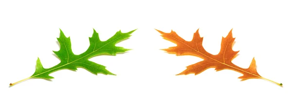 Autumn and spring oak leafs (Quercus palustris) — Stock Photo, Image