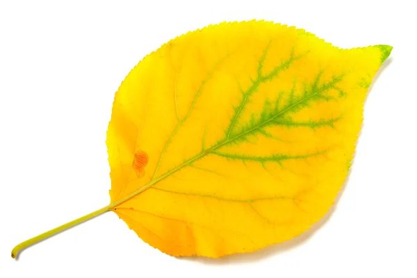 Yellowed autumn poplar leaf — Stock Photo, Image