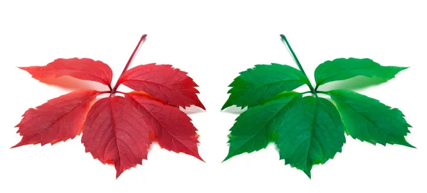 Red and green leaves (Virginia creeper leaf) — Stock Photo, Image