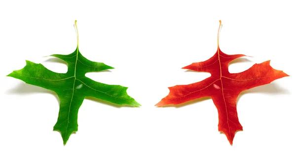 Rot und grün leafs in Eiche — Stockfoto