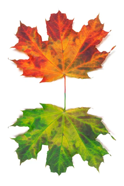 Maple-leafs on white background — Stock Photo, Image