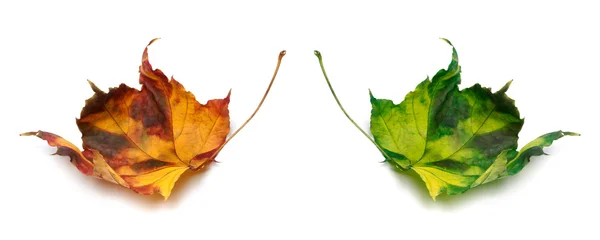 Orange and green autumn maple-leafs — Stock Photo, Image