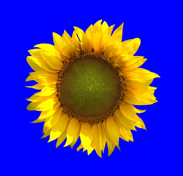 Girasol sobre fondo azul — Foto de Stock