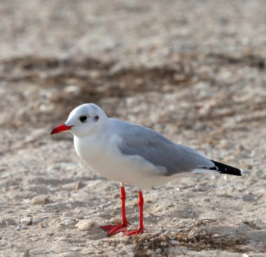 Mouette sur la plage de la mer à la journée du soleil