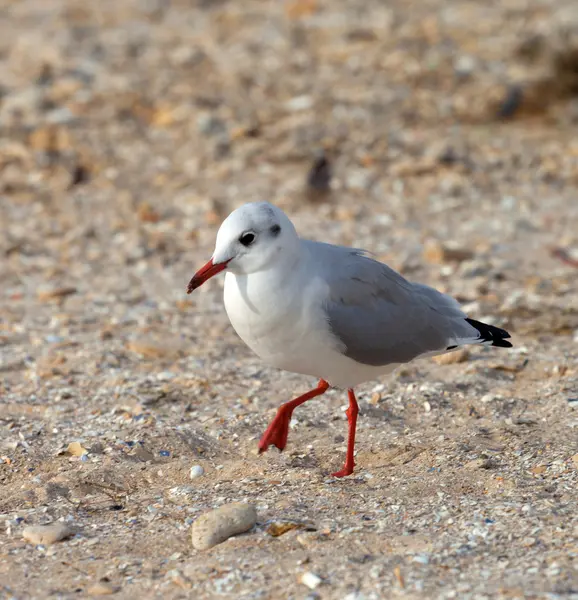 Gabbiano che cammina sulla sabbia — Foto Stock