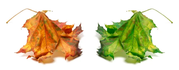 Сухой оранжевый и зеленый кленовый лист — стоковое фото