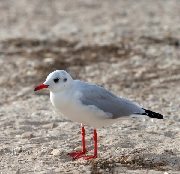 Gaivota na praia do mar em dia de sol — Fotografia de Stock