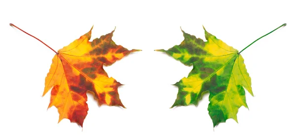 Orange und grün, die vergilbten leafs maple — Stockfoto