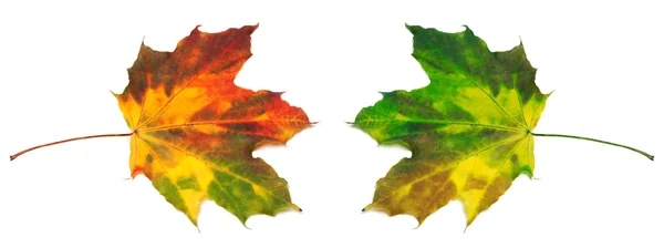 Red and green yellowed maple-leafs — Stock Photo, Image