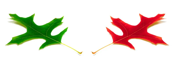 Verde e vermelho folhas de carvalho — Fotografia de Stock