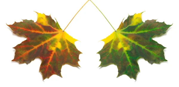 Multicolor autumn maple-leafs — Stock Photo, Image