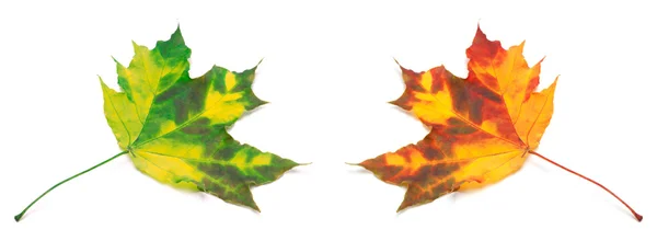 Green and orange yellowed maple-leafs. — Stock Photo, Image