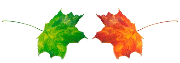 Green and red maple-leafs on white background — kuvapankkivalokuva