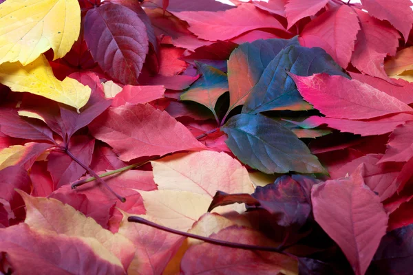 Achtergrond van multicolor Herfstbladeren — Stockfoto
