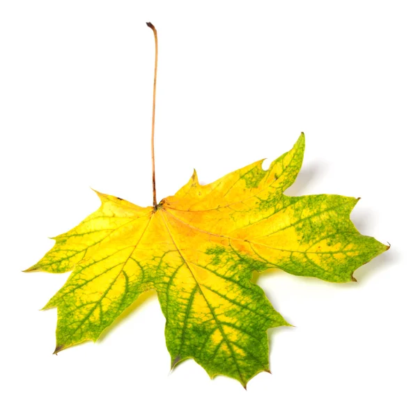 Megsárgult őszi juharlevél — Stock Fotó