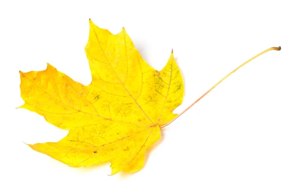 Geel autumn maple-leaf op witte achtergrond. — Stockfoto