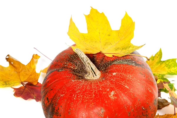 Red ripe pumpkin and autumn leaves — Stock Photo, Image