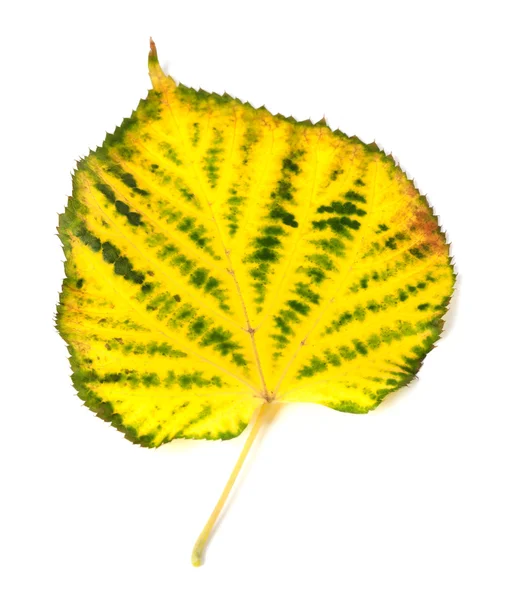 Yellowed autumn leaf — Stock Photo, Image