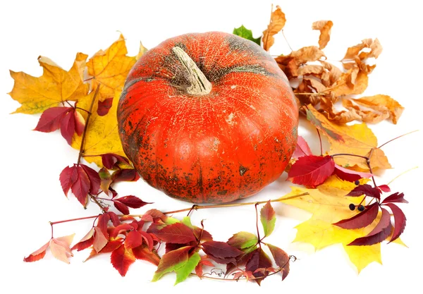 Red ripe pumpkin and autumn leaves on white background — Stock Photo, Image