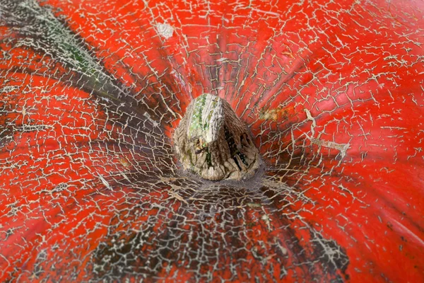 Parte superior de vista macro de calabaza — Foto de Stock