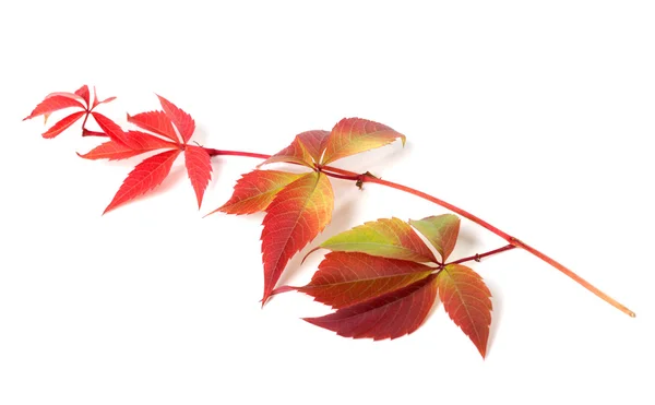 Zweig der Blätter im Herbst Trauben (Parthenocissus Quinquefolia foli — Stockfoto
