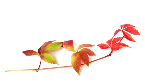 Branch of red autumn grapes leaves — Stock Photo, Image